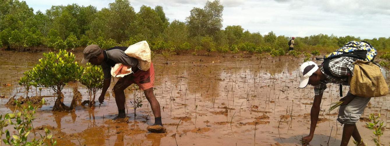 Eco Notebooks Help Support Coastal Mangrove Restoration - illuminated